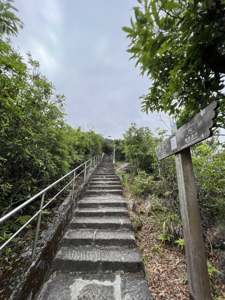 20230514-臺北大縱走第五段之巧遇藍鵲（碧山巖→劍潭捷運站）2150872