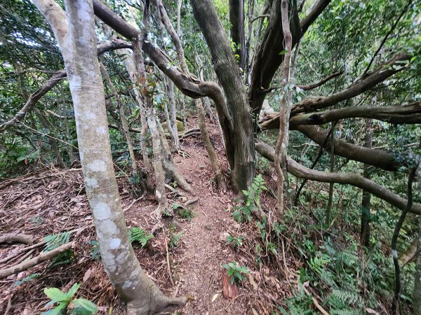 火燒寮山熊空山竹坑山加九嶺O型2966273