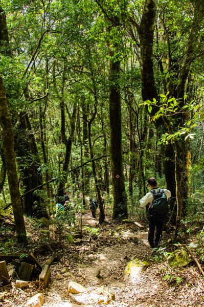 稍來山楓葉林2960872