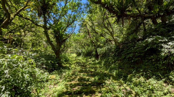 114.06.28內平林山-番子坑山-平湖森林遊樂區之O型2824208