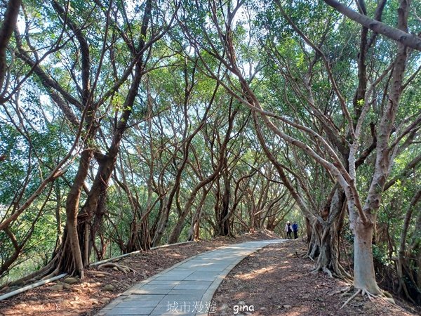 【台中大肚】綠蔭成徑。 大肚萬里長城步道O繞2790771