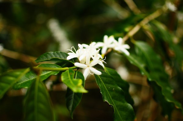 鄒族雅吾瑪斯步道916893