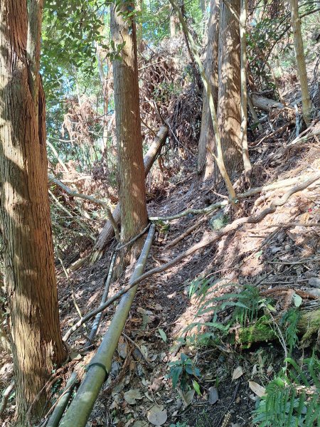 泰安麻必浩林道南坑山O型202502282724665