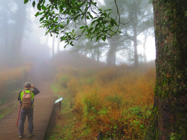 【新竹】觀霧迷幻森林：檜山巨木群步道1111912