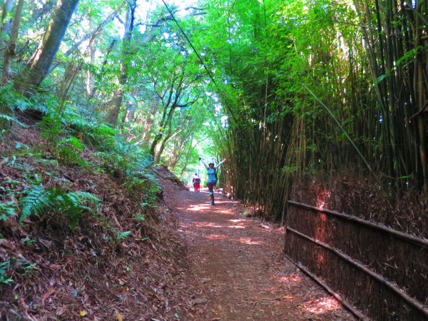 草山竹林美景療癒小徑：橫嶺古道1045564