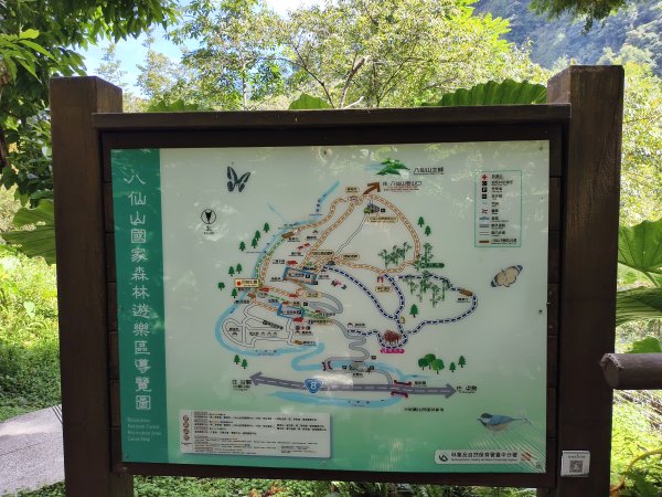 [百山百鳥尋旅-07/15] 2025_0831 八仙山國家森林遊樂區步道群_天籟步道2875915