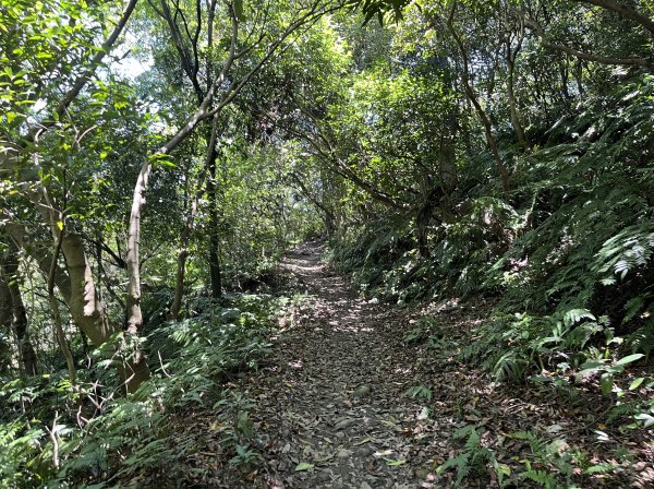 [跟著2025雙北世壯運探索雙北市-7/21] 2025_0615 疾風足球道（輔仁大學－明志路二段2814975