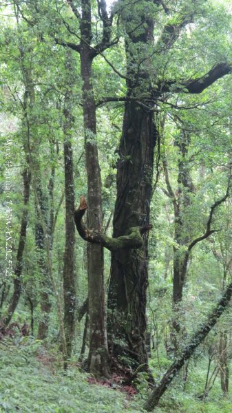 《雲林》望好望角｜石壁山嘉南雲峰步道(中側登山口）202506072805523