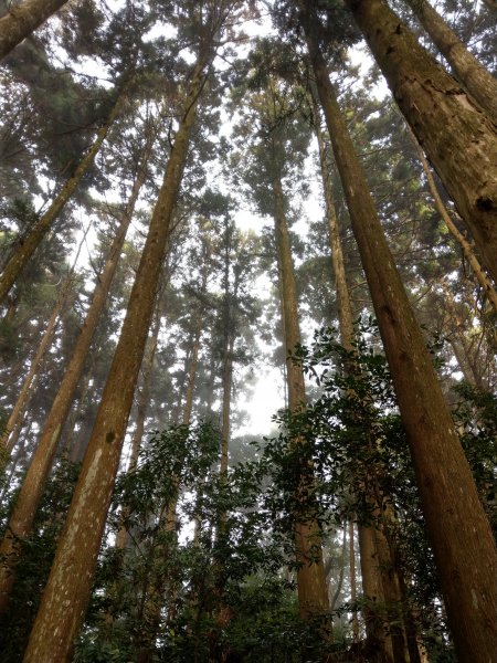 台版富士山「加里山」(小百岳#34) 2020/12/191424793