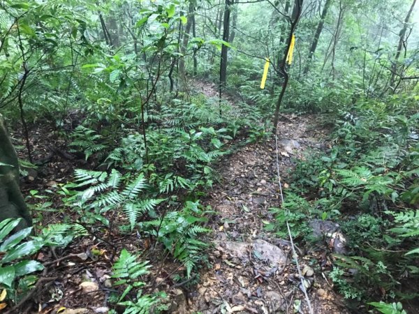 雨後泥灘路上美鹿拔刀爾山460645