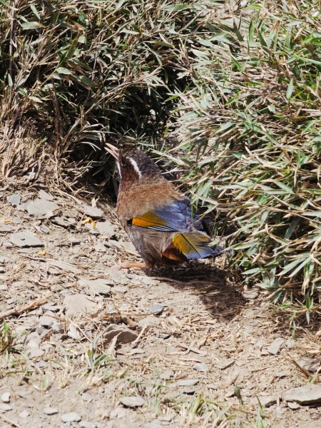 小奇萊步道-(南投)臺灣百大必訪步道2795657