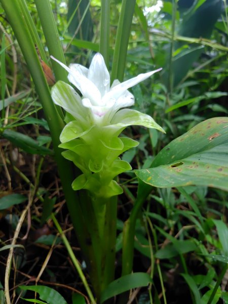 烏山、刣牛湖山、竹子尖山2891955