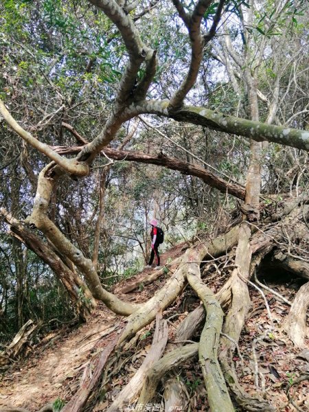 苗栗~山林裡賞優美樹姿~大克山砲台古道1319431