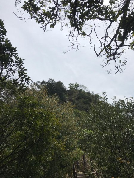 頭嵙山攻頂577446