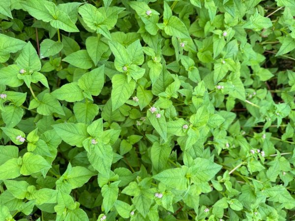 羊彎上武岫大崙山茶園尋山頭2824902