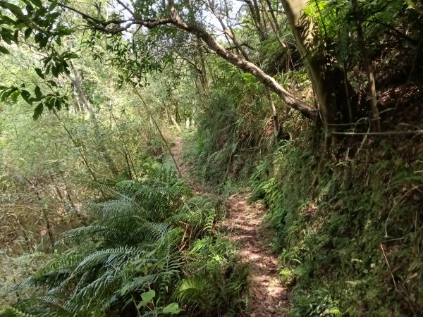 汐止區夢湖保線路+單車夢湖路O型2894094