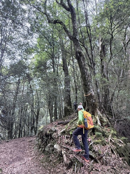 船型山神木悠遊    2025.09.222893821