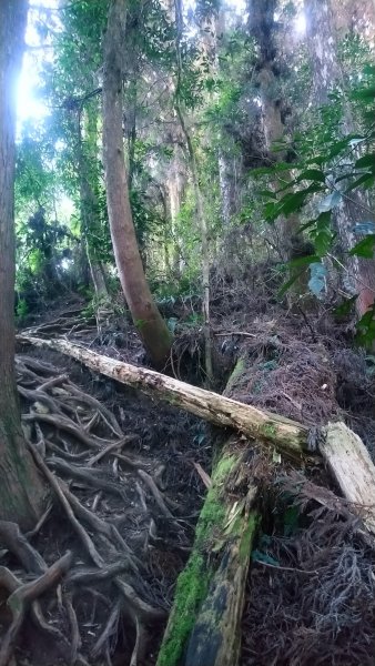 金柑樹山、金柑樹山西北峰、嶺頭山東峰、嶺頭山4山連走1606914