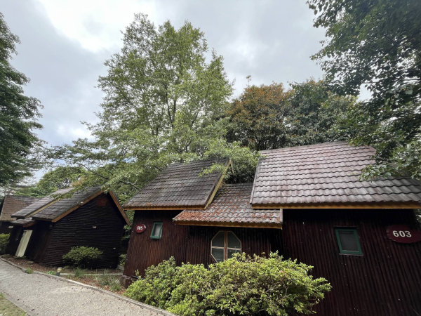 來去森林住一晚! 大雪山國家森林遊樂區小木屋7/21起重新提供住宿 體驗山林星夜的療癒時光