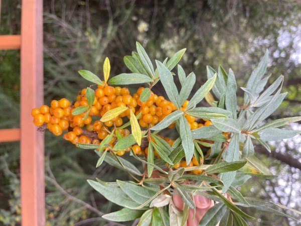 川藏33天深度之旅💙#稻城亞丁-來古冰川2902396