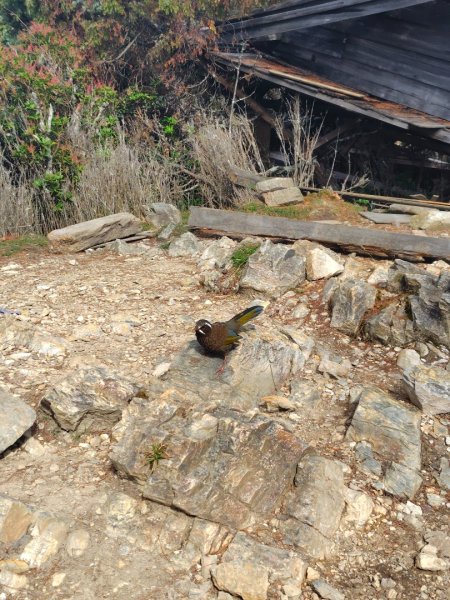 巒安堂、西巒大山2931661