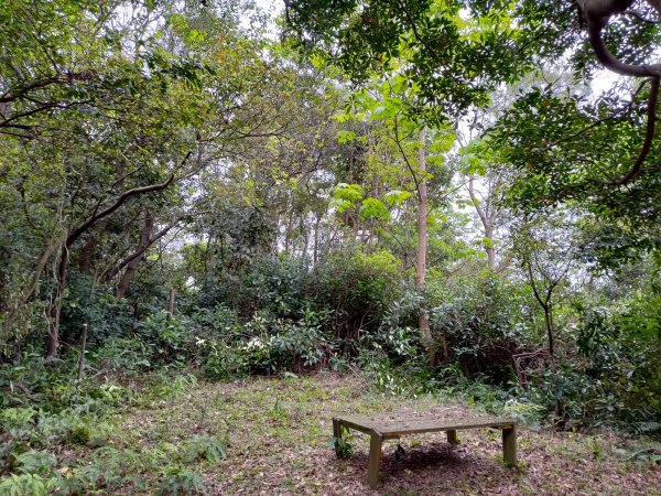 龜山大坑桐花步道-陳厝坑山O形904659