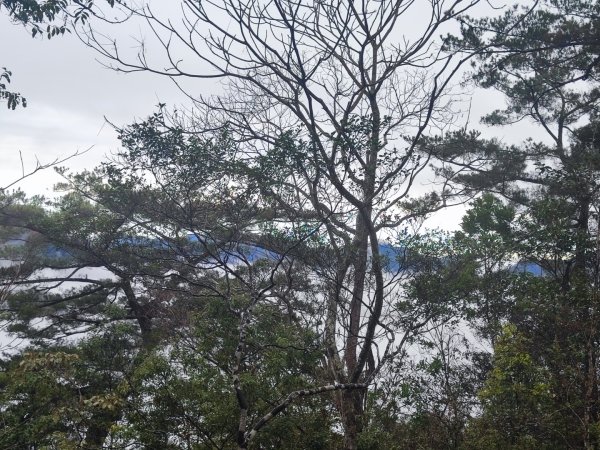 谷關老八阿冷山2699794