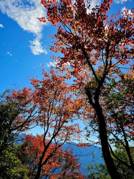 大雪山森林遊樂區賞楓2966055