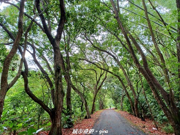 【彰化二水】綠樹成蔭。 松柏坑廟前登山步道2213022