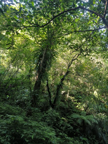 20251010微笑山線：【五分山系】平溪小黃山段 - 健行筆記2910168