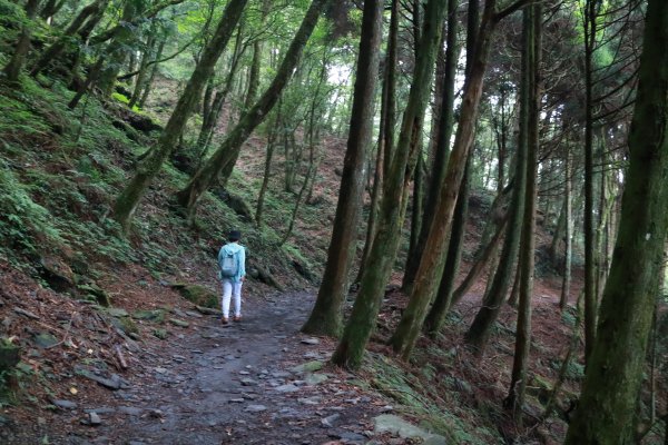 觀霧 檜山巨木群步道1090227