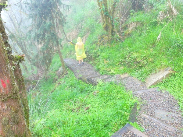 太平山之台灣山毛櫸國家步道43314