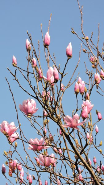 追花是簡單的快樂，賞花是恬淡的幸福 2810323