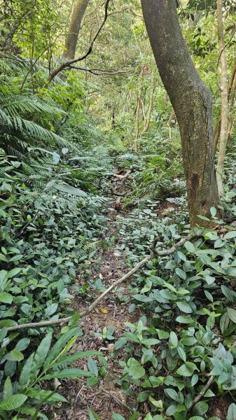 20251003高麗坑山-新高麗坑山-高麗坑山西北峰2903128