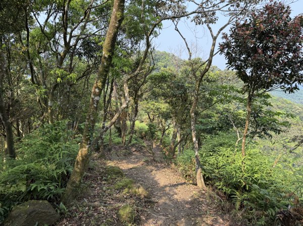 [微笑山線_第八段] 2026_0411 二格山系_炙子頭山3035087