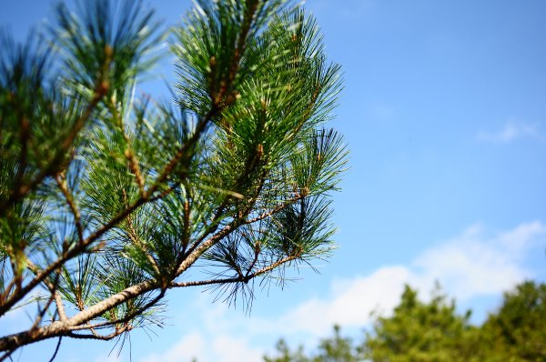 武法奈尾山天巒池872491