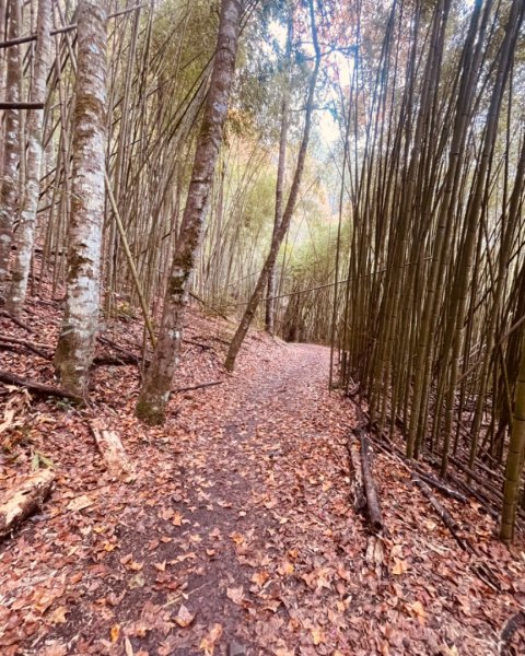 霞喀羅古道-養老進-白石駐在所折返2677495