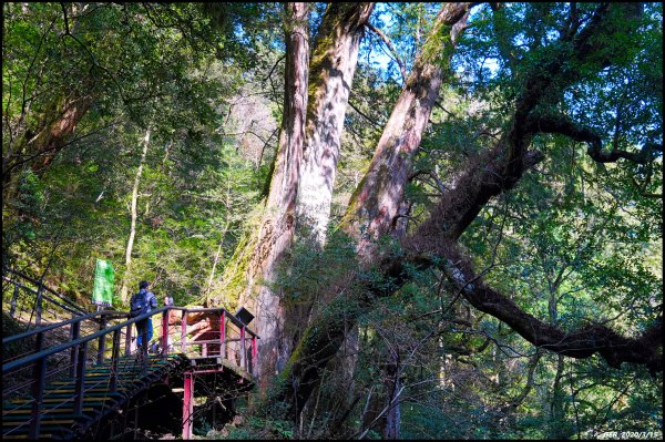全台最大的紅檜森林 ~ 拉拉山巨木群885545