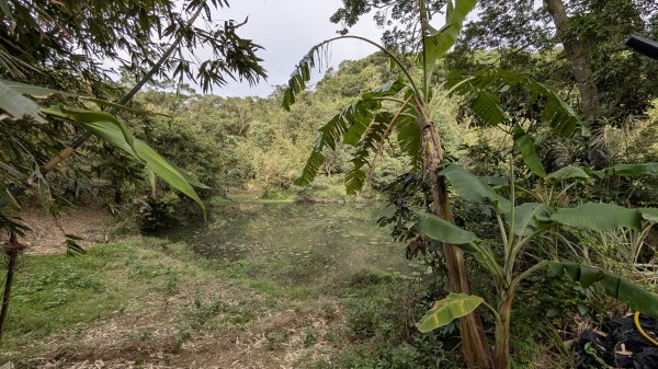 114.12.20劉銘傳隧道-獅球嶺北峰-獅球嶺東砲台山-獅球嶺池-獅球嶺砲台山之旅2966745