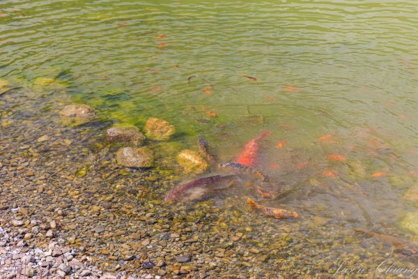 [宜蘭]明池森林遊樂區2725168