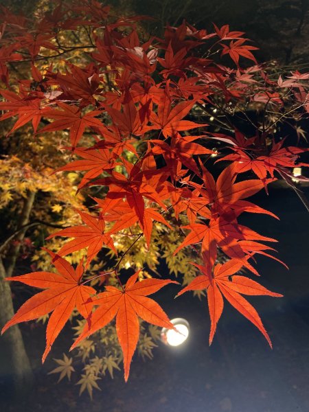 楓之絆----京都大阪賞楓2967333