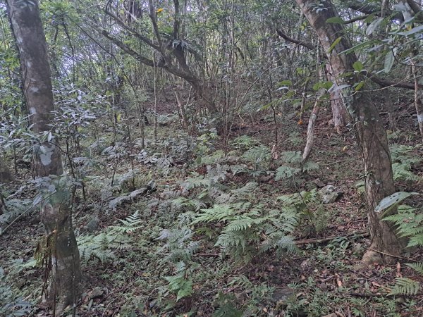 小百岳集起來月眉山步道3113067