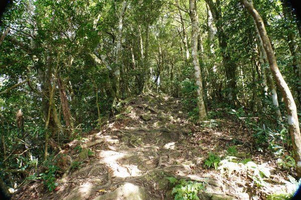 新竹 尖石 蓮包山、外鳥嘴山2914337