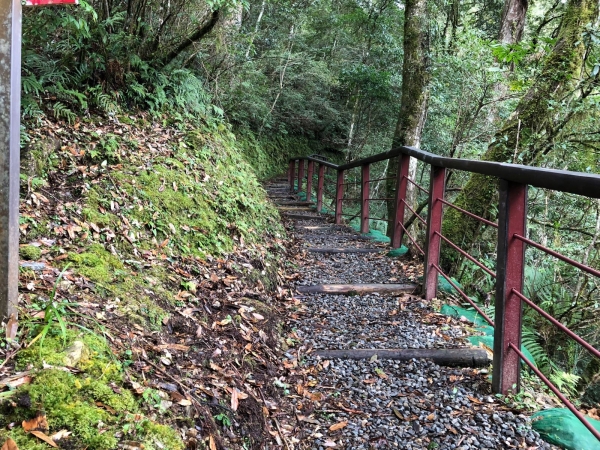 【走在台灣的脊樑上】豐腴美麗的地方 拉拉山森林步道