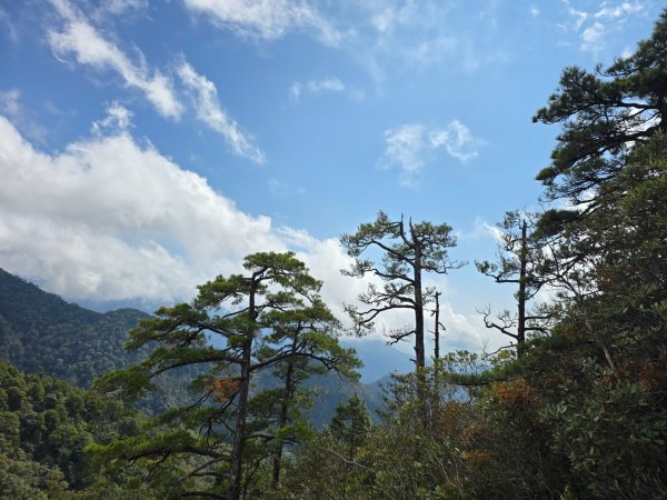 鳶嘴山+稍來神木2709892