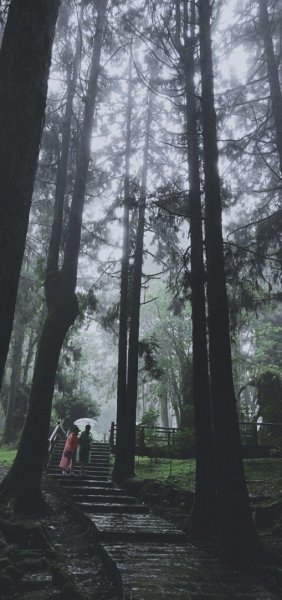 【阿里山森林園區】阿里山神木 八大景點691823