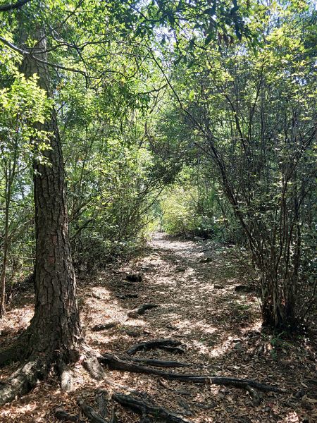 惠蓀林場杜鵑嶺步道398109