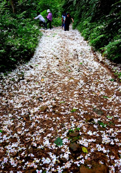 浪漫桐花步道..大溪大艽芎古道124881