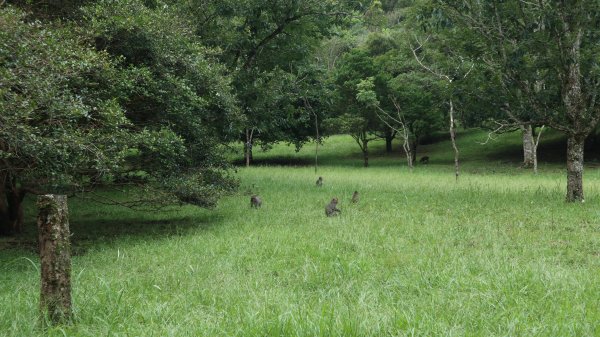 福山植物園登山健行趣(步道)2269406