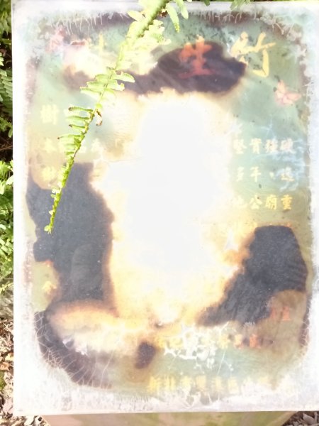 雙溪區冬陽下閃閃菅芒花2949420